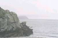 Calf from Port Erin